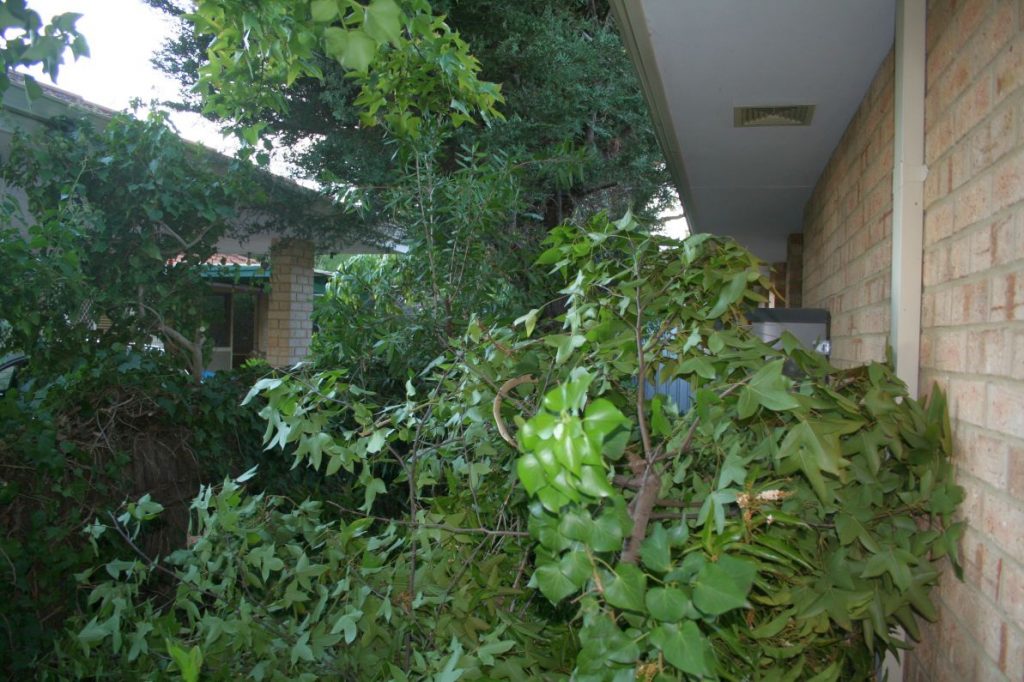 Front garden - before