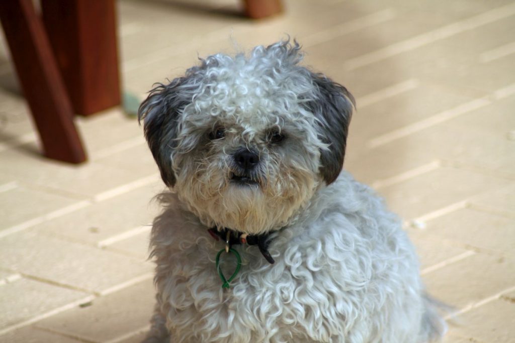 Lily - shitzu x maltese