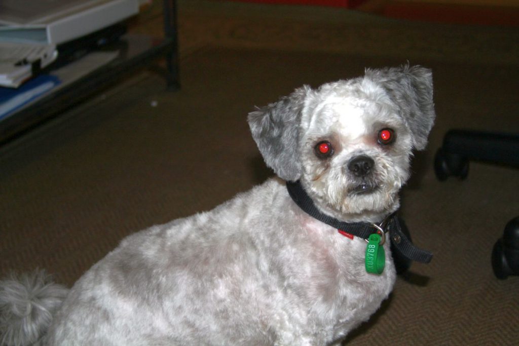 Lily - shitzu x maltese