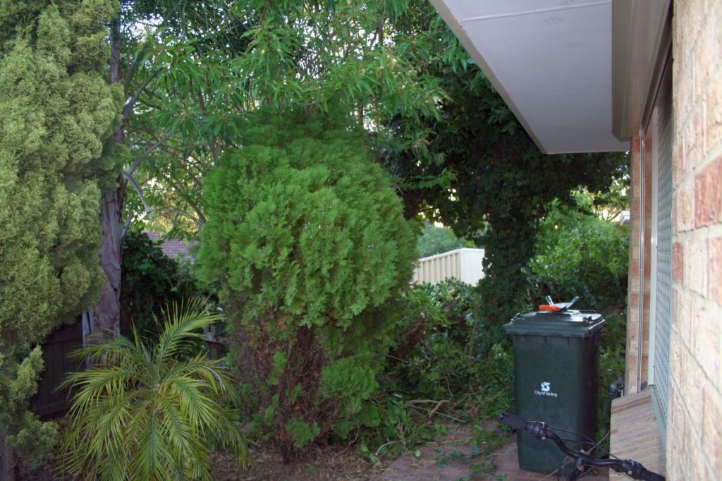 Front garden - before