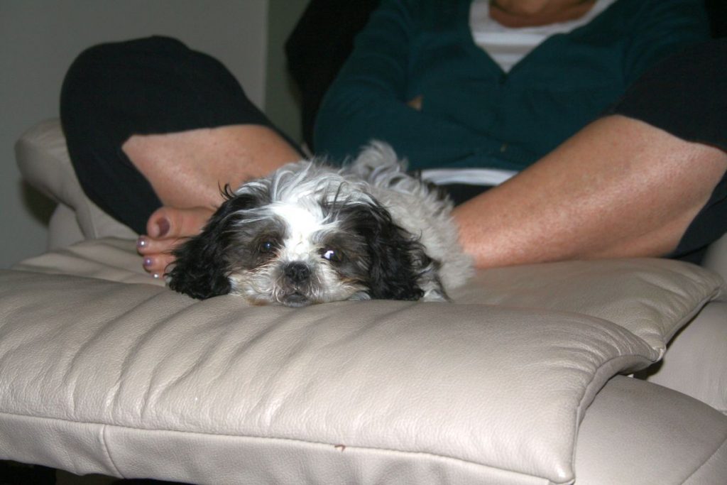 Lily - shitzu x maltese