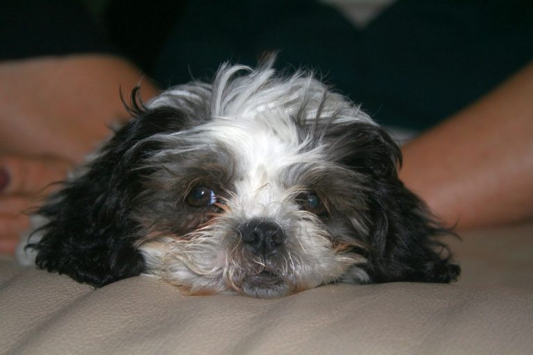 The Dog – Lily
