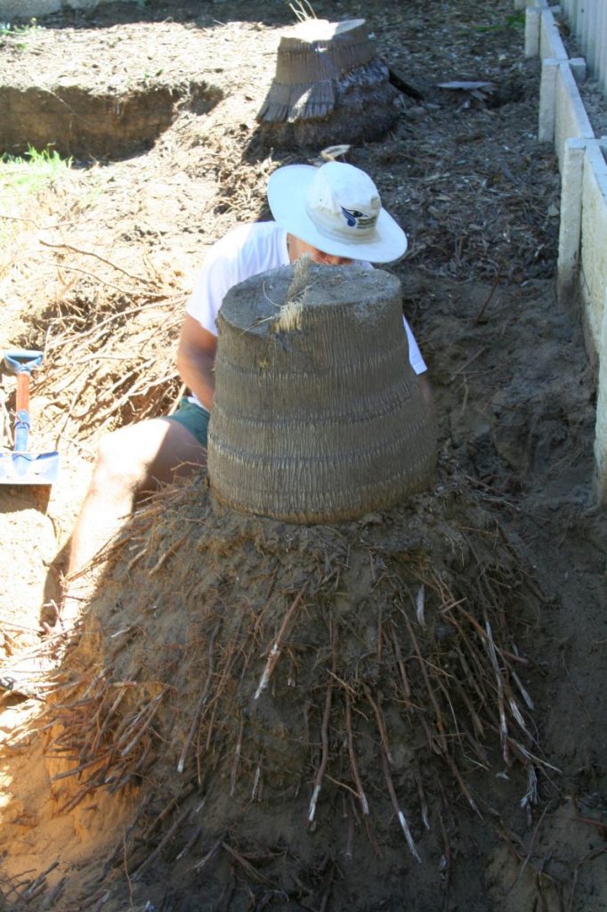 BIG root ball