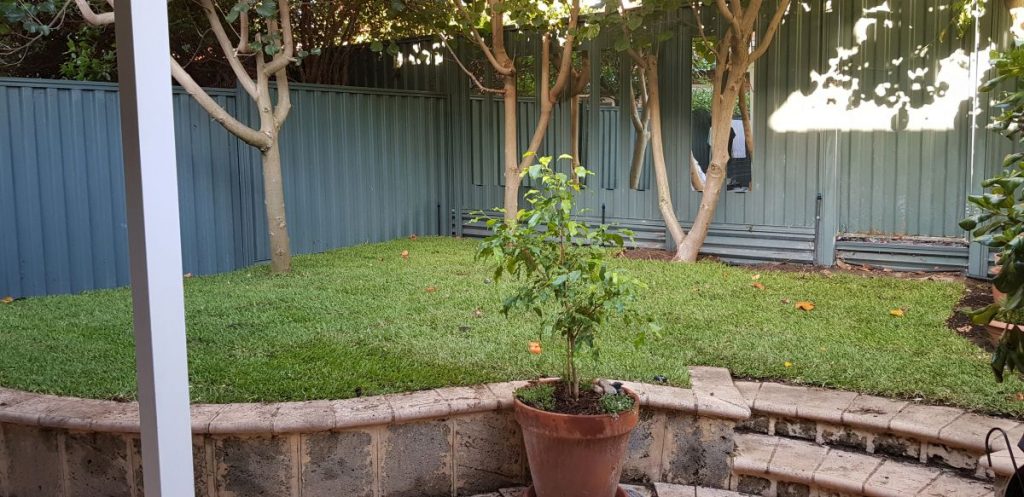 Lawn planted
