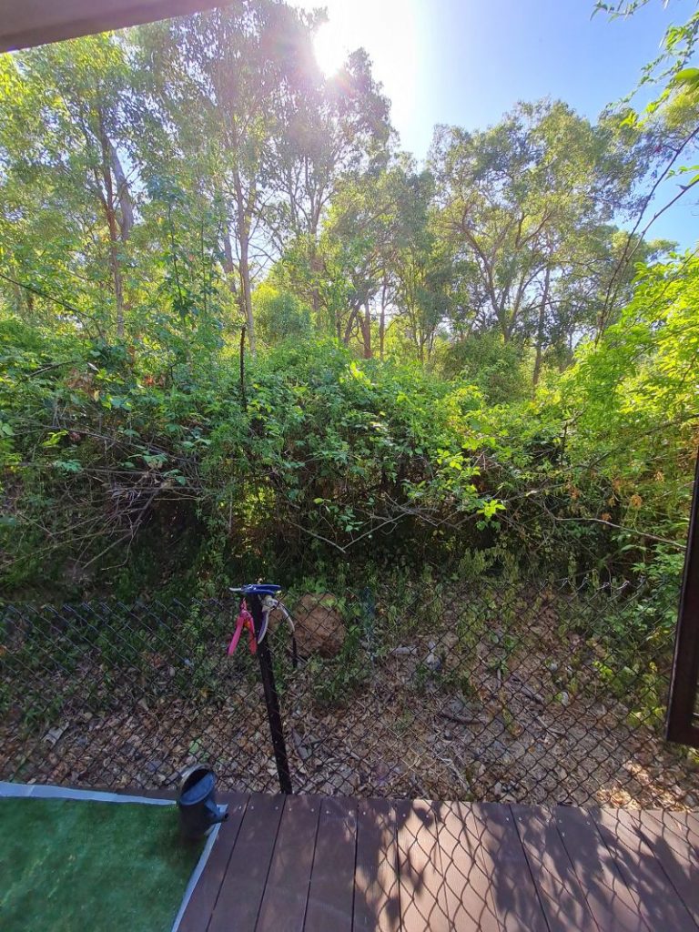 Before garden screen renovation